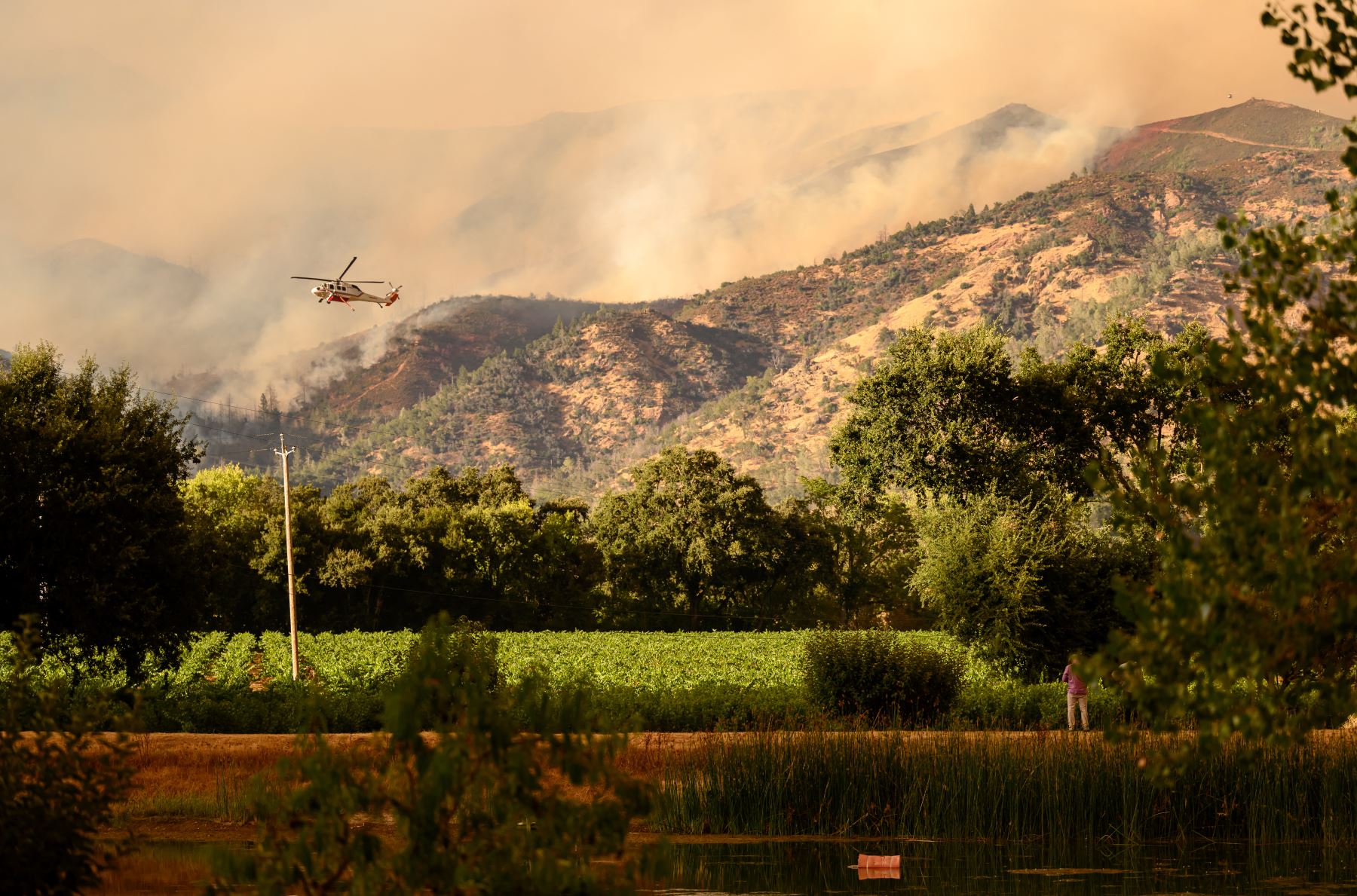 Un helicóptero de CalFire sobrevuela un viñedo durante el incendio de Pickett en Calistoga, California. AFP