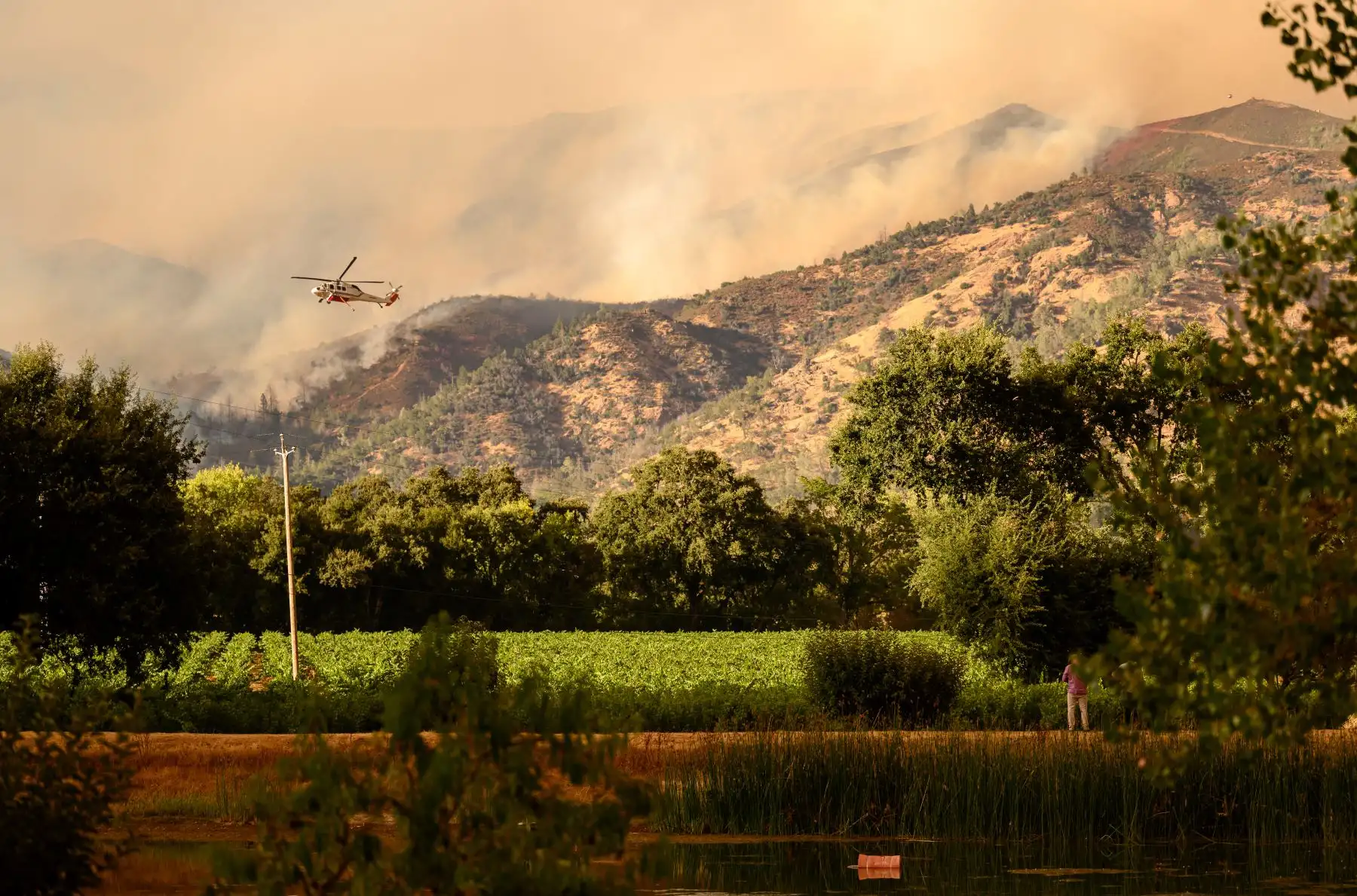 Un helicóptero de CalFire sobrevuela un viñedo durante el incendio de Pickett en Calistoga, California. AFP