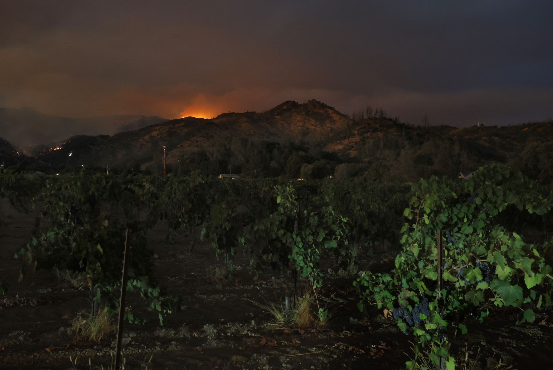 El incendio Pickett arde en las colinas cercanas a un viñedo el en Calistoga, California. El incendio ha quemado más de 1200 acres en el Valle de Napa y no está contenido en absoluto. AFP
