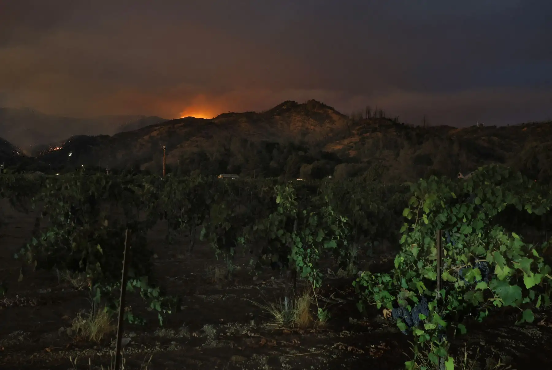El incendio Pickett arde en las colinas cercanas a un viñedo el en Calistoga, California. El incendio ha quemado más de 1200 acres en el Valle de Napa y no está contenido en absoluto. AFP