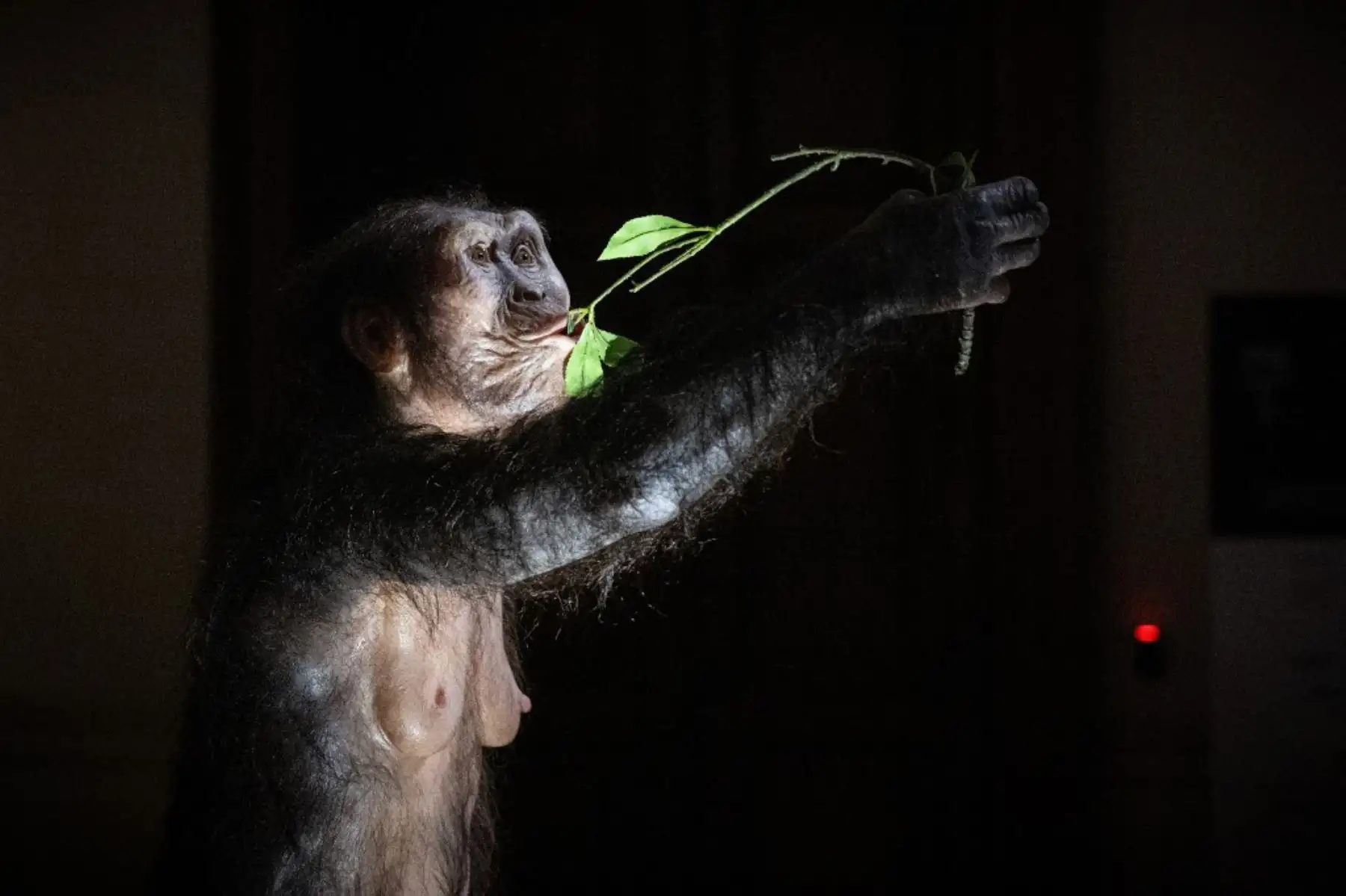 El modelo de reconstrucción artística hiperrealista del ancestro humano Australopithecus afarensis, «Lucy», se exhibe en el Museo Nacional Checo de Praga el 25 de agosto de 2025. Los fragmentos óseos de 3,18 millones de años de Lucy.Foto: AFP