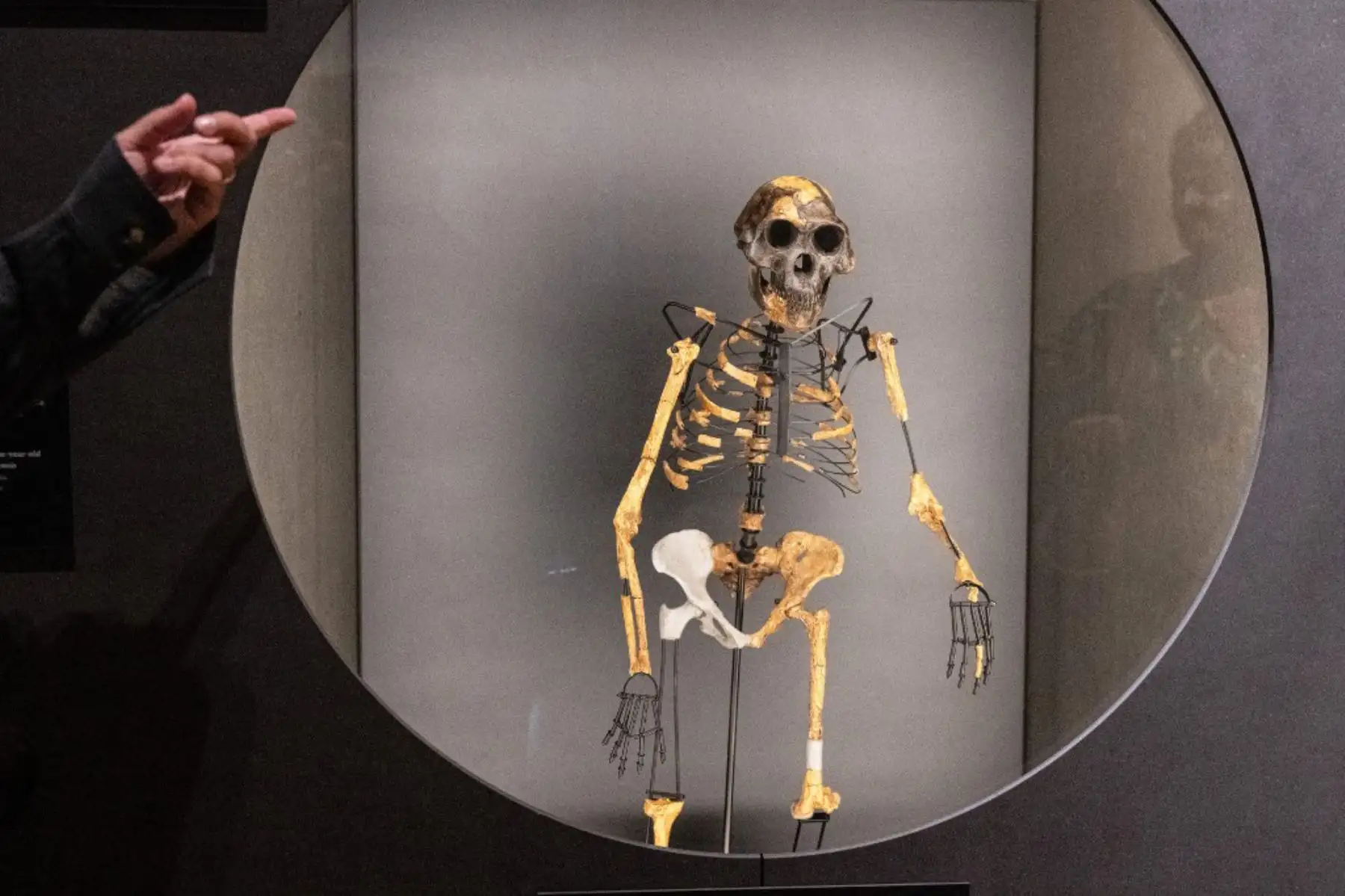 Un modelo de esqueleto basado en fragmentos óseos del ancestro humano Australopithecus afarensis «Lucy», hallado en Etiopía, se exhibe en el Museo Nacional Checo de Praga el 25 de agosto de 2025. Los fragmentos óseos de 3,18 millones de años de Lucy. Foto: ANDINA/AFP