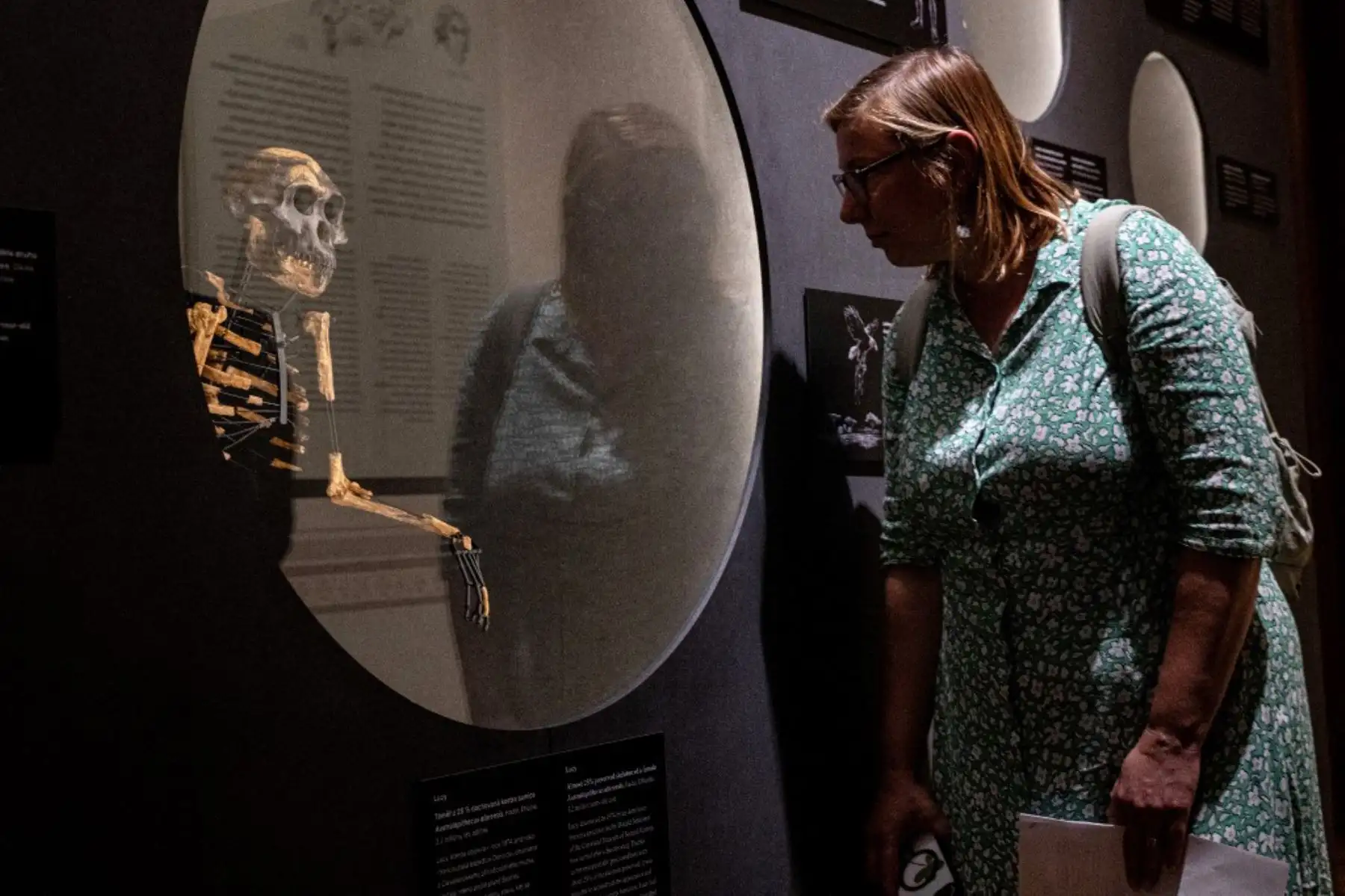 Un periodista observa el modelo de esqueleto basado en fragmentos óseos del ancestro humano Australopithecus afarensis «Lucy», hallado en Etiopía en el Museo Nacional Checo de Praga el 25 de agosto de 2025. Los fragmentos óseos de 3,18 millones de años de Lucy, Foto: ANDINA/ AFP