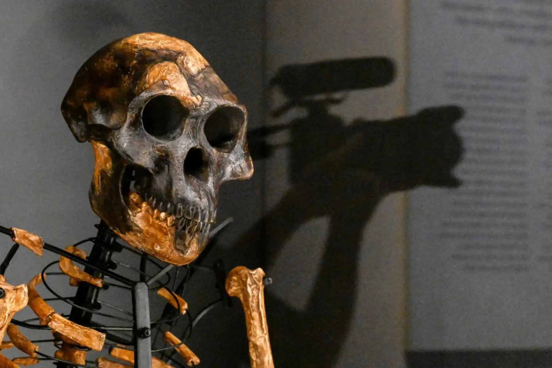 Un periodista graba el modelo de esqueleto basado en fragmentos óseos del ancestro humano Australopithecus afarensis, "Lucy", hallado en Etiopía en el Museo Nacional Checo de Praga el 25 de agosto de 2025. Los fragmentos óseos de 3,18 millones de años de Lucy, Foto: ANDINA/ AFP
