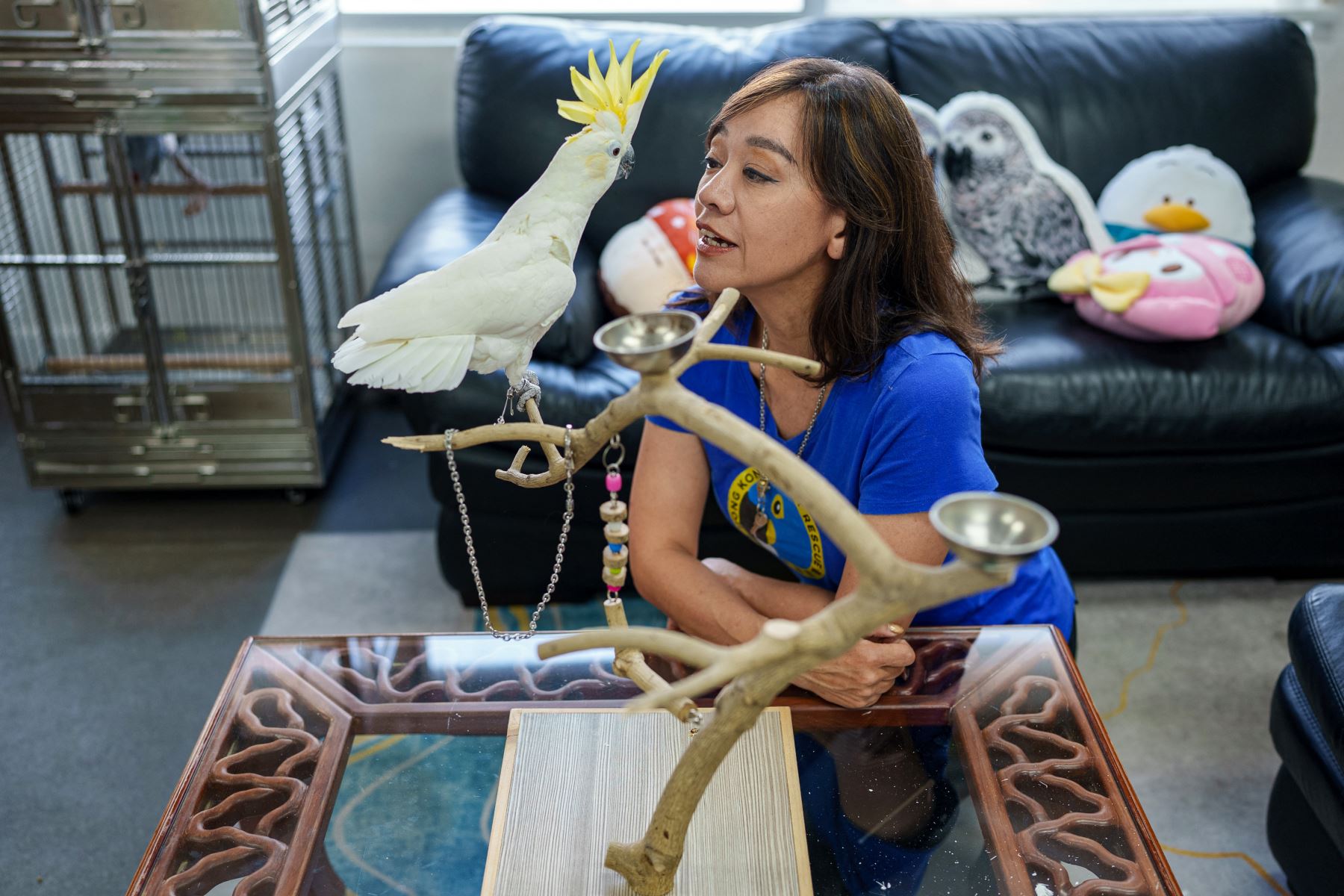 Sharon Kwok Pong, fundadora de Hong Kong Parrot Rescue, interactuando con "Winnie", una cacatúa de cresta amarilla rescatada en Hong Kong. Foto: AFP
