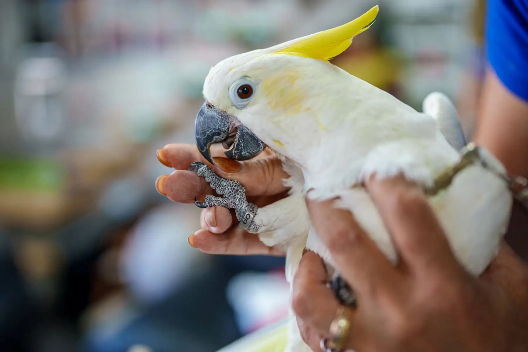 Sharon Kwok Pong, fundadora de Hong Kong Parrot Rescue, muestra un anillo en la pata con la fecha de nacimiento de "Winnie", una cacatúa de cresta amarilla rescatada. AFP