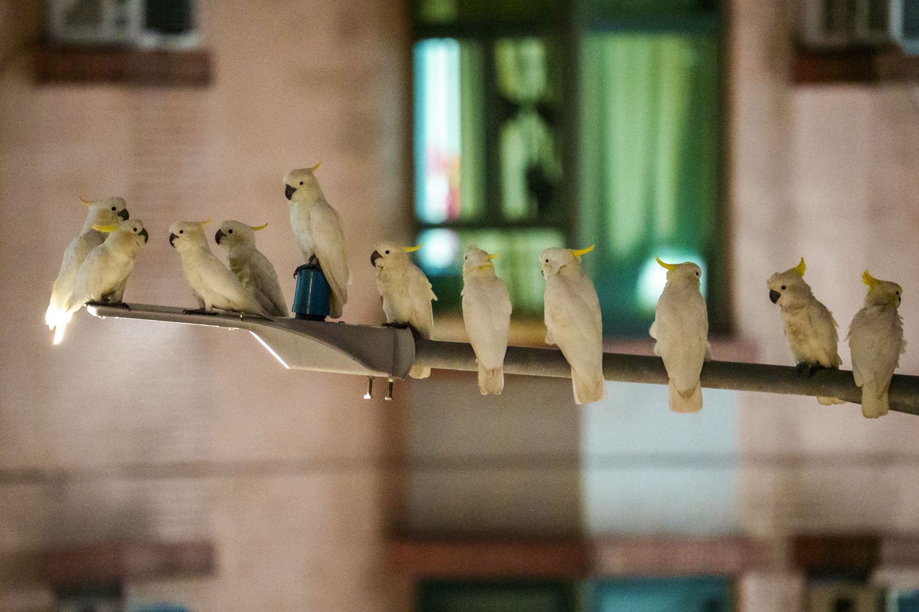 Varias cacatúas de cresta amarilla descansando sobre un poste de luz en el barrio de Sai Ying Pun en Hong Kong. AFP