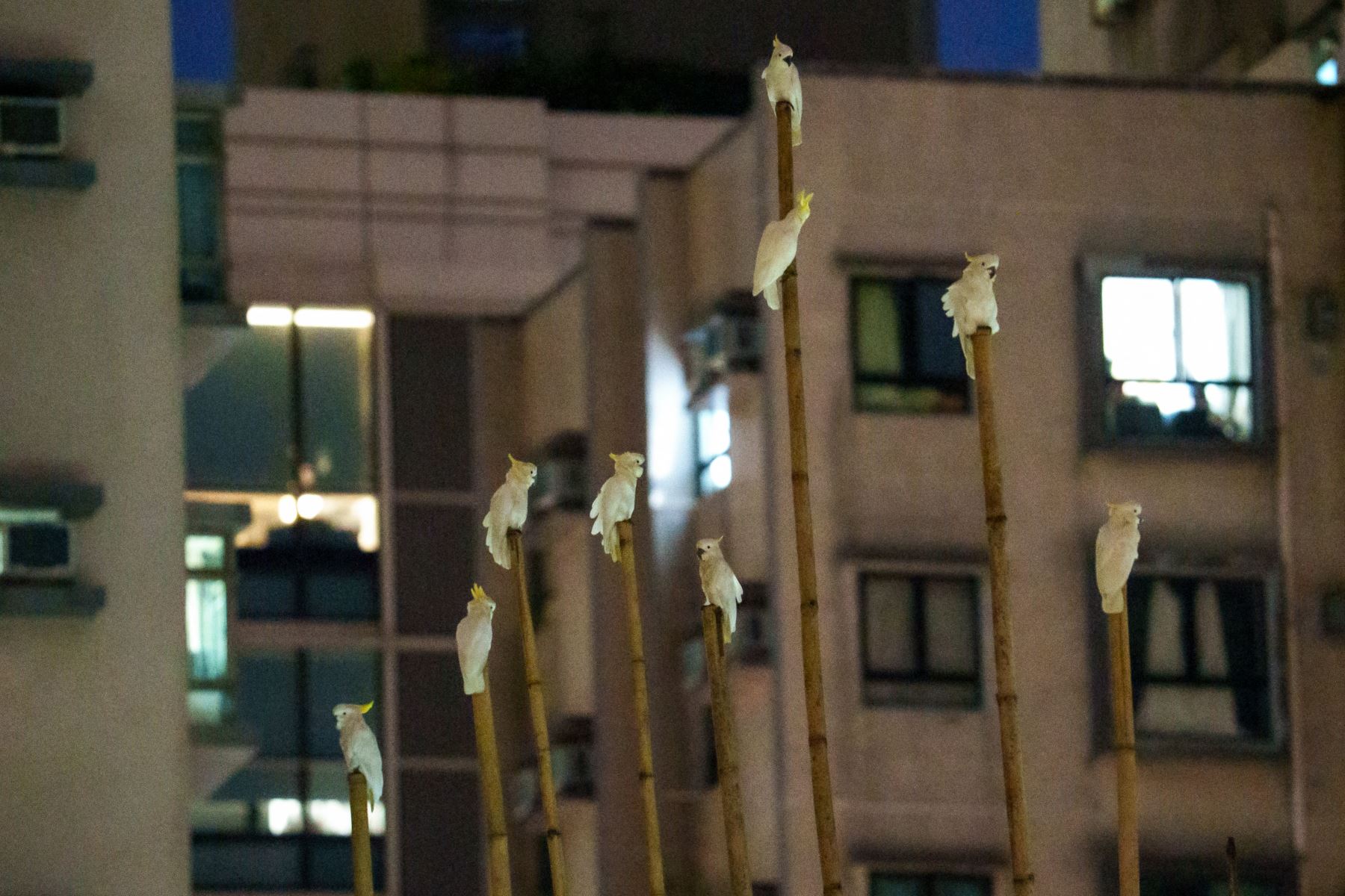 Grupo de cacatúas de cresta amarilla descansando sobre un andamio de bambú en un edificio en el barrio de Sai Ying Pun en Hong Kong. AFP