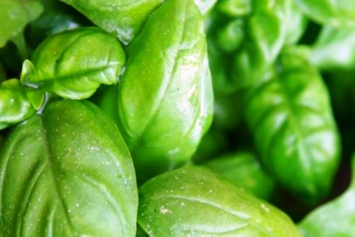 Cinco beneficios de la albahaca, la planta aromática que cuida la salud. Foto: ANDINA/Difusión.