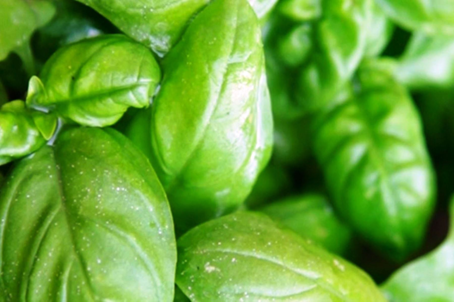 Cinco beneficios de la albahaca, la planta aromática que cuida la salud. Foto: ANDINA/Difusión.