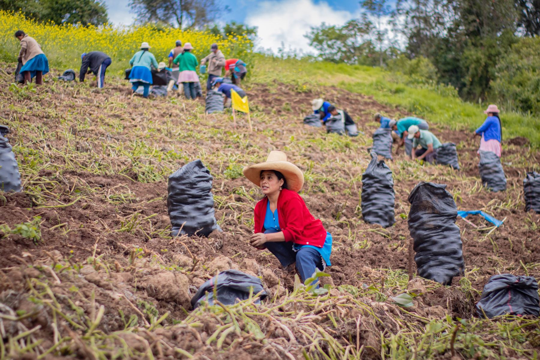 Productores de papa del Piura. Foto: ANDINA/Difusión