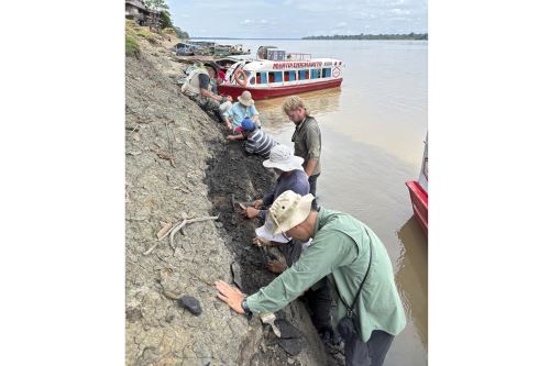 Expedicionarios colectando fósiles de vertebrados en la localidad de Pebas, región Loreto, hace unos días. Foto: Cortesía Rodolfo Salas-Gismondi