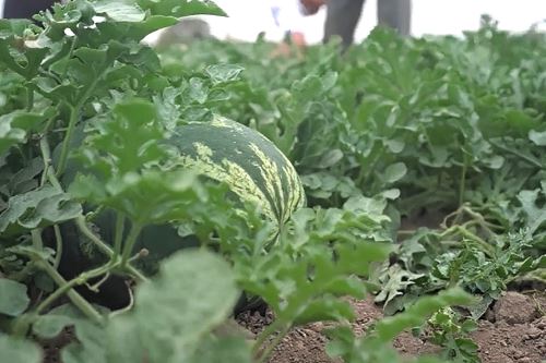 Bioestimulante mejora la absorción de nutrientes y eleva la retención de agua de los cultivos. Foto: ANDINA/Difusión.