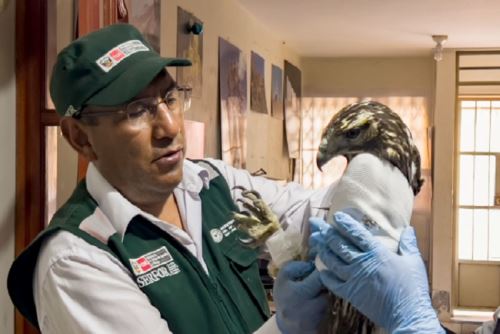 Comprar, ofrecer para la venta, vender, almacenar, poseer especímenes, productos y/o subproductos de fauna silvestre de origen ilegal se sanciona con multas que fluctúan entre 10 y 5000 UIT.