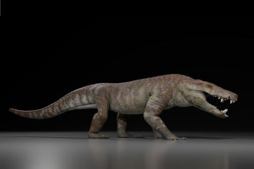 Los restos fosilizados del cocodrilo antiguo revelan que vivió hace aproximadamente 70 millones de años, cerca del final de la era de los dinosaurios. Foto: Gabriel Diaz Yanten