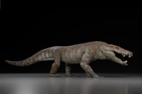 
Los restos fosilizados del cocodrilo antiguo revelan que vivió hace aproximadamente 70 millones de años, cerca del final de la era de los dinosaurios. Foto: Gabriel Diaz Yanten