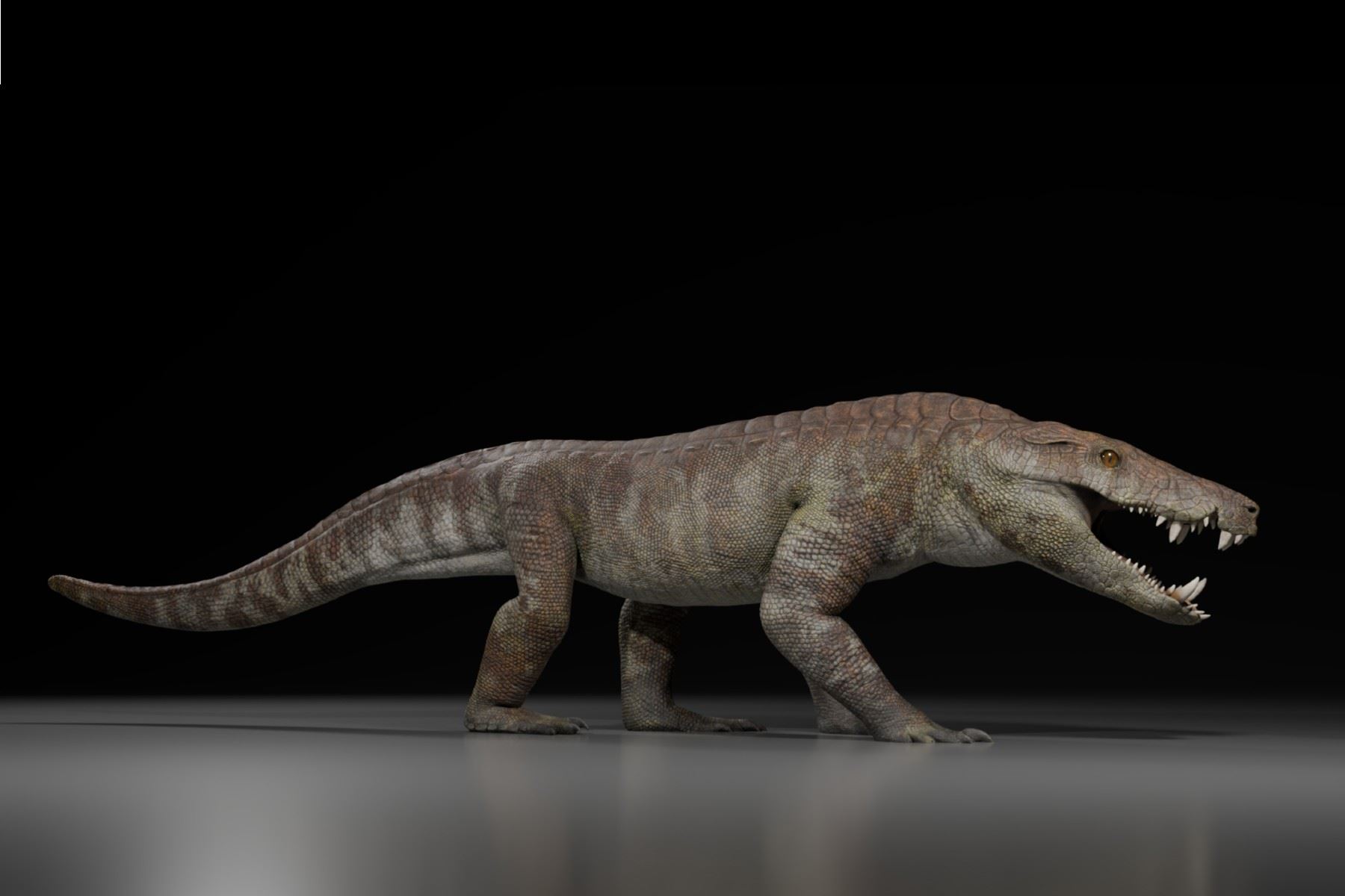
Los restos fosilizados del cocodrilo antiguo revelan que vivió hace aproximadamente 70 millones de años, cerca del final de la era de los dinosaurios. Foto: Gabriel Diaz Yanten