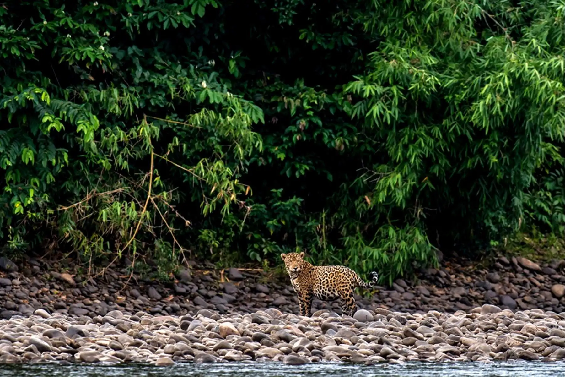 Se localiza en las provincias de Tambopata, Carabaya y Sandia, en los departamentos de Madre de Dios y Puno, respectivamente.  Foto:Difusión