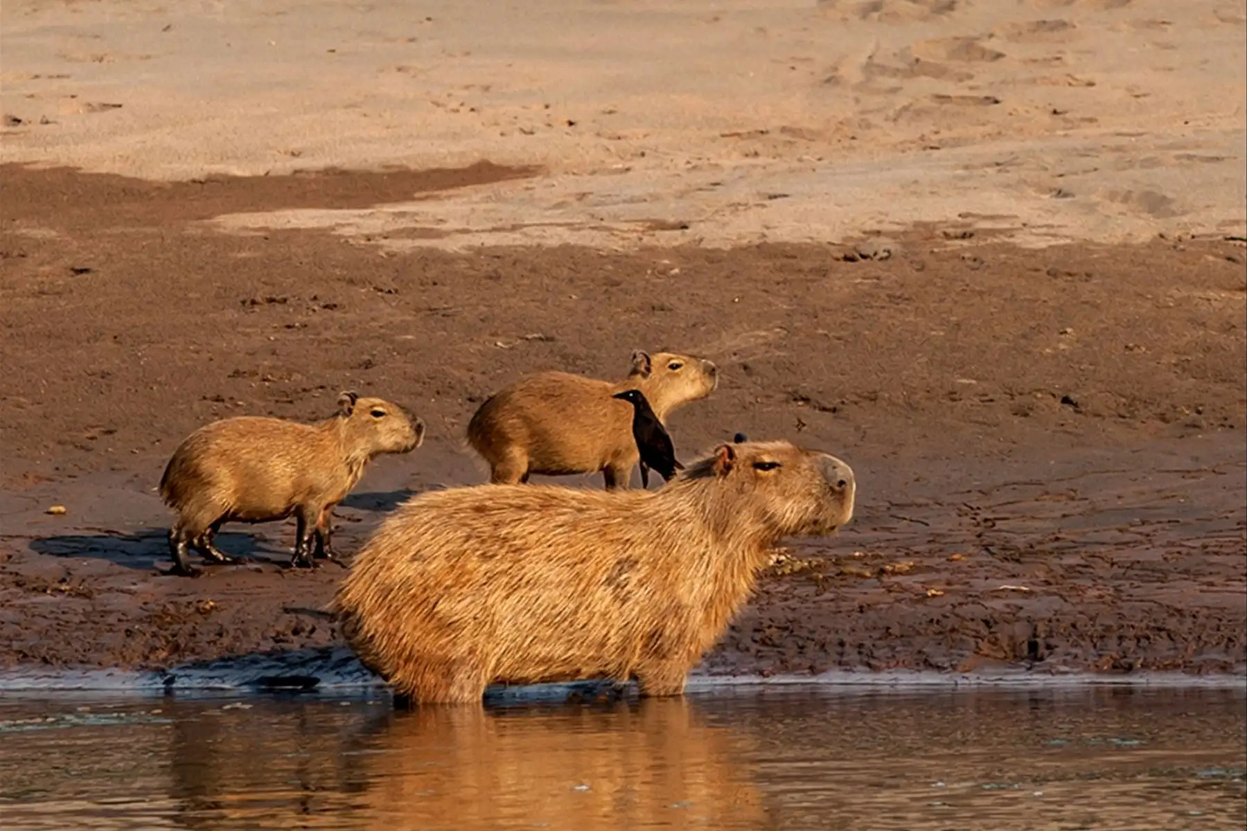 También se encuentra especies como el oso hormiguero, el armadillo gigante, el maquisapa negro y el jaguar. Foto:Difusión