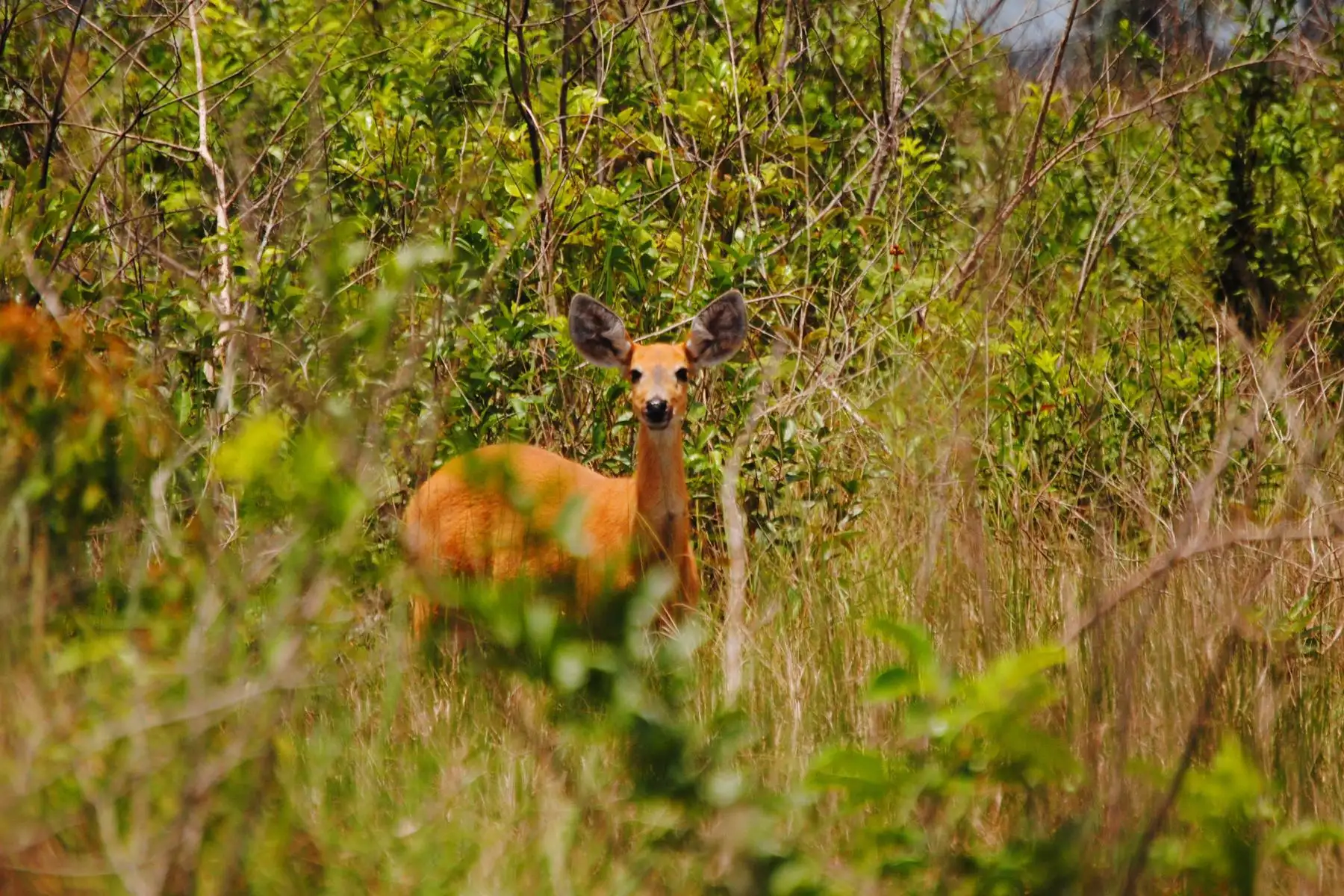 El Parque Nacional Bahuaja Sonene es el hábitat de especies como el ciervo de los pantanos y el lobo de crin. Foto:Difusión