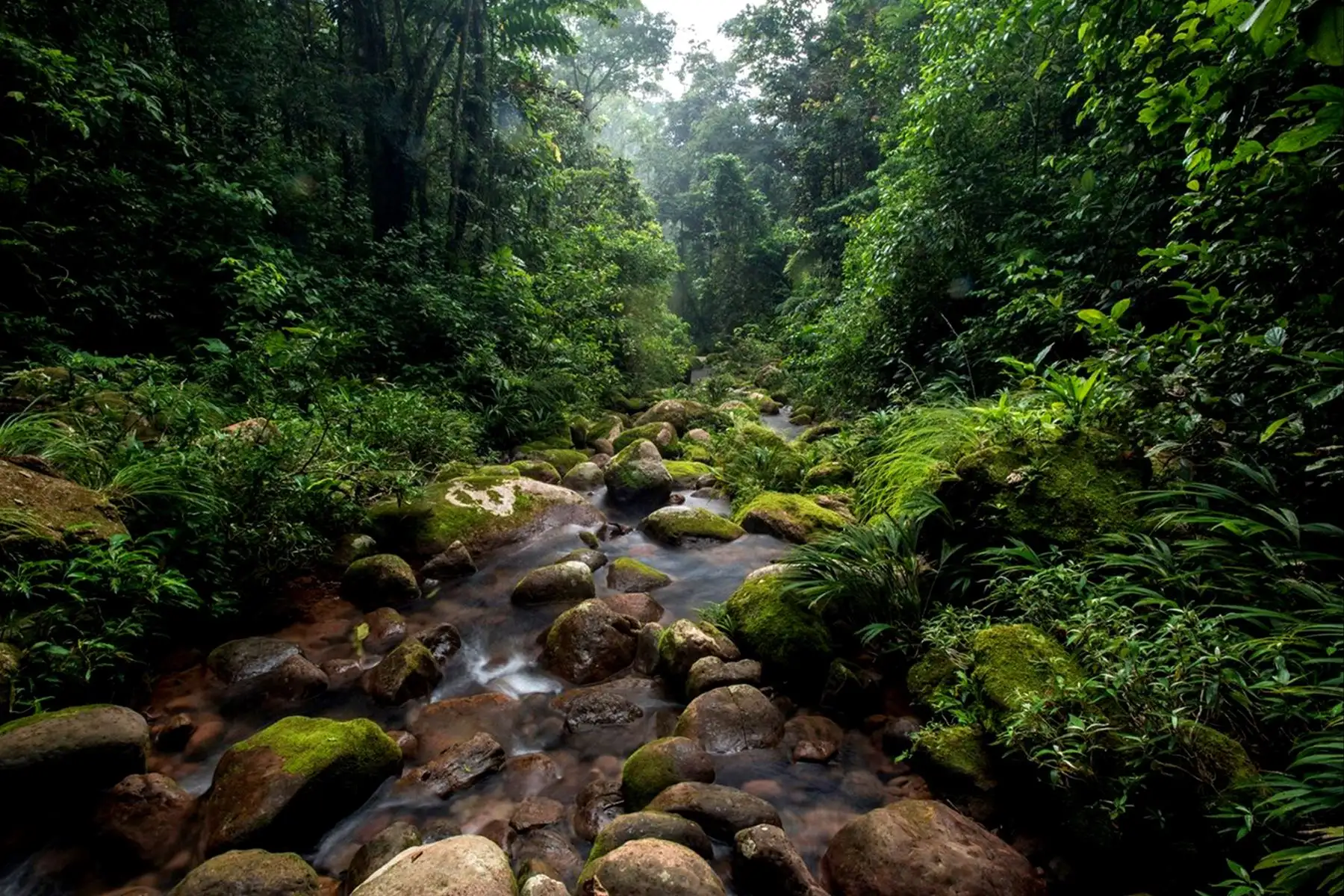 Asimismo, su establecimiento contribuye al desarrollo sostenible de las regiones Madre de Dios y Puno. Foto:Difusión