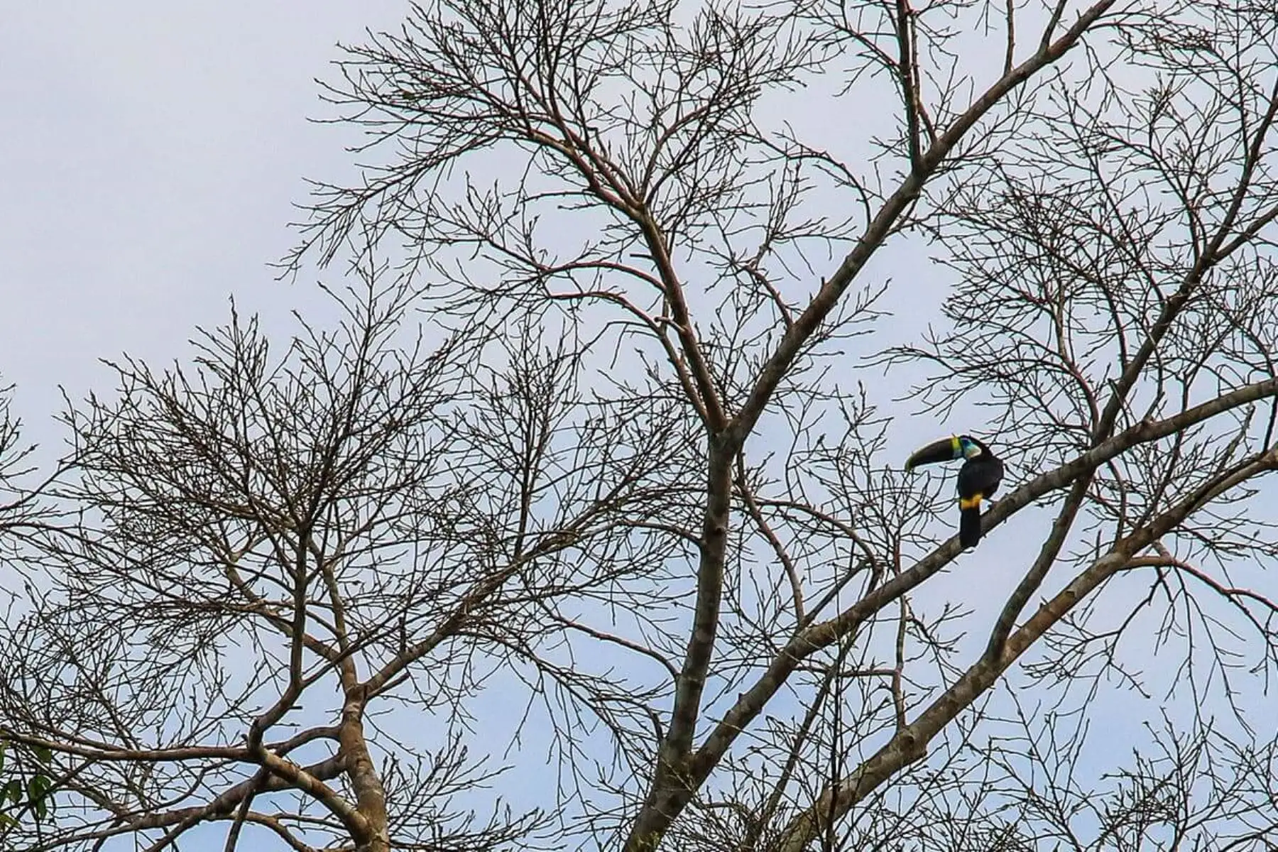 Alberga en su interior lagos o cochas, pantanos de palmeras y zonas estacionalmente inundables. Entre los hábitats que destacan están las Pampas del Heath, las cuales motivaron la creación de un santuario, en 1983, para su conservación. Foto:Difusión