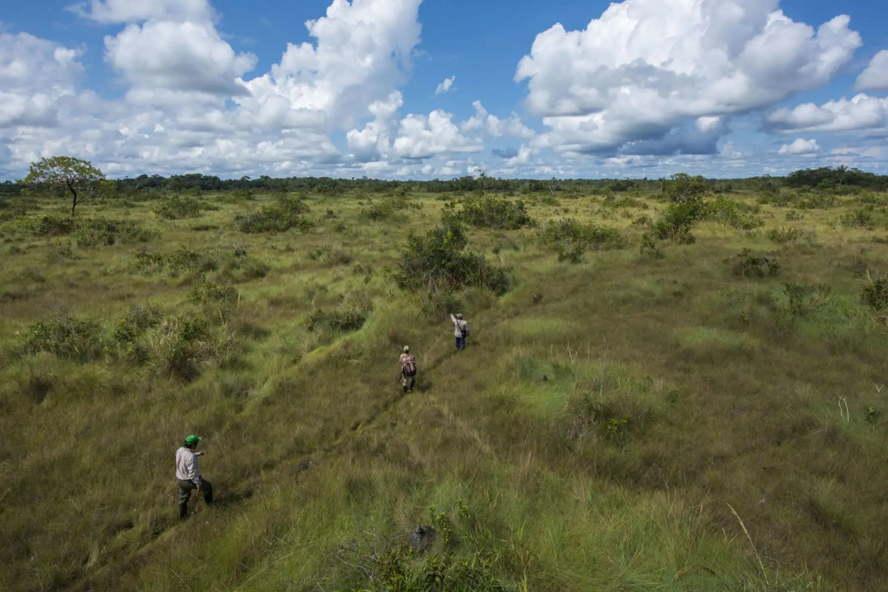 Su extensión es de 1 millón 91 mil 416 hectáreas. Su presencia busca conservar un mosaico de hábitats que alberga una gran diversidad de flora y fauna, representada por elementos tanto del sur como del norte amazónico. Foto: Daniel Rosengren