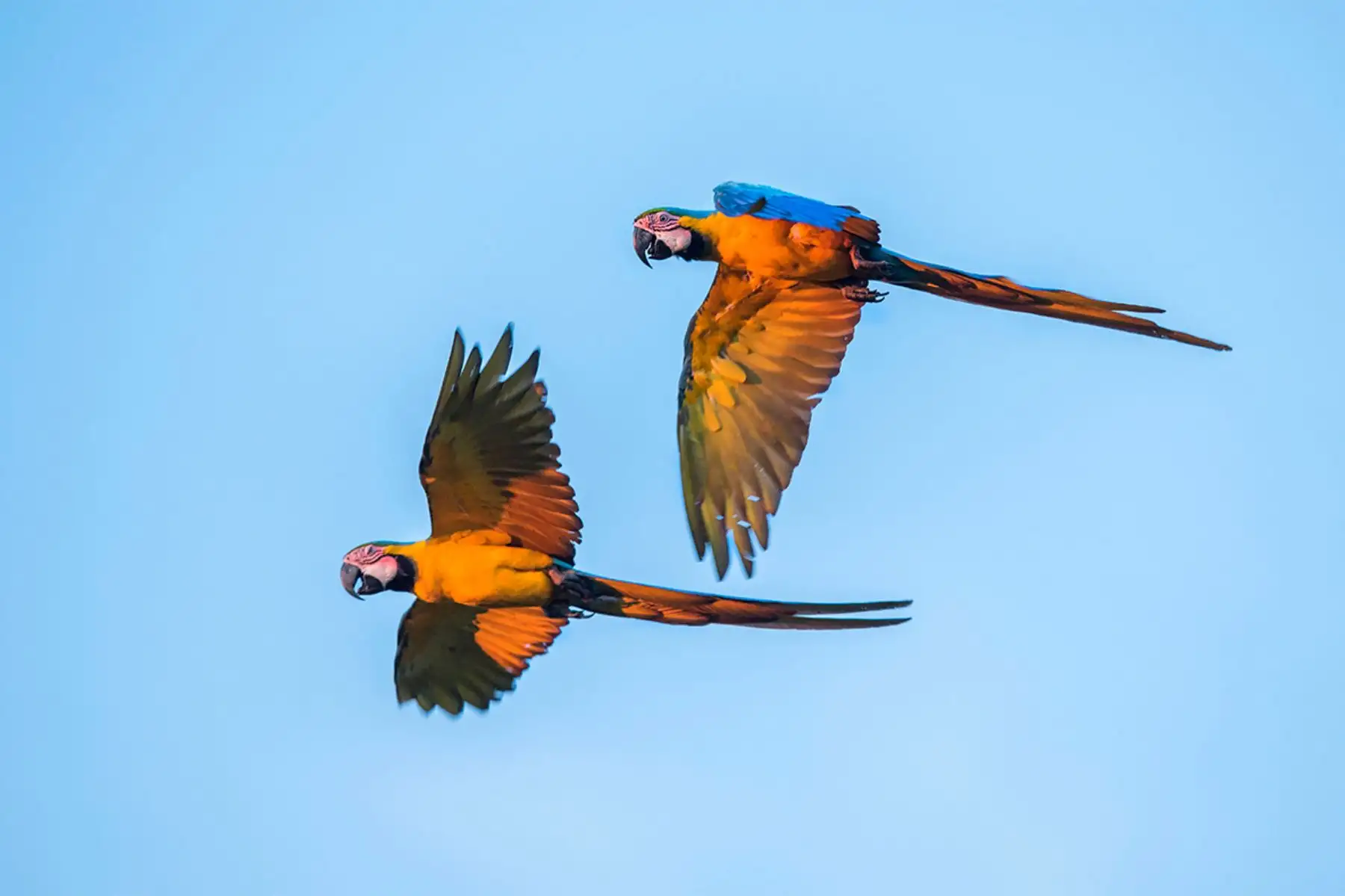 En el Parque Nacional Bahuaja Sonene se ha reportado la presencia de más de 600 especies de aves, de las cuales 378 se encuentran en el sector del río Heath. Entre ellas destacan siete especies de guacamayos, la espátula rosada, el cóndor de la selva y el águila harpía. Foto: Daniel Rosengren