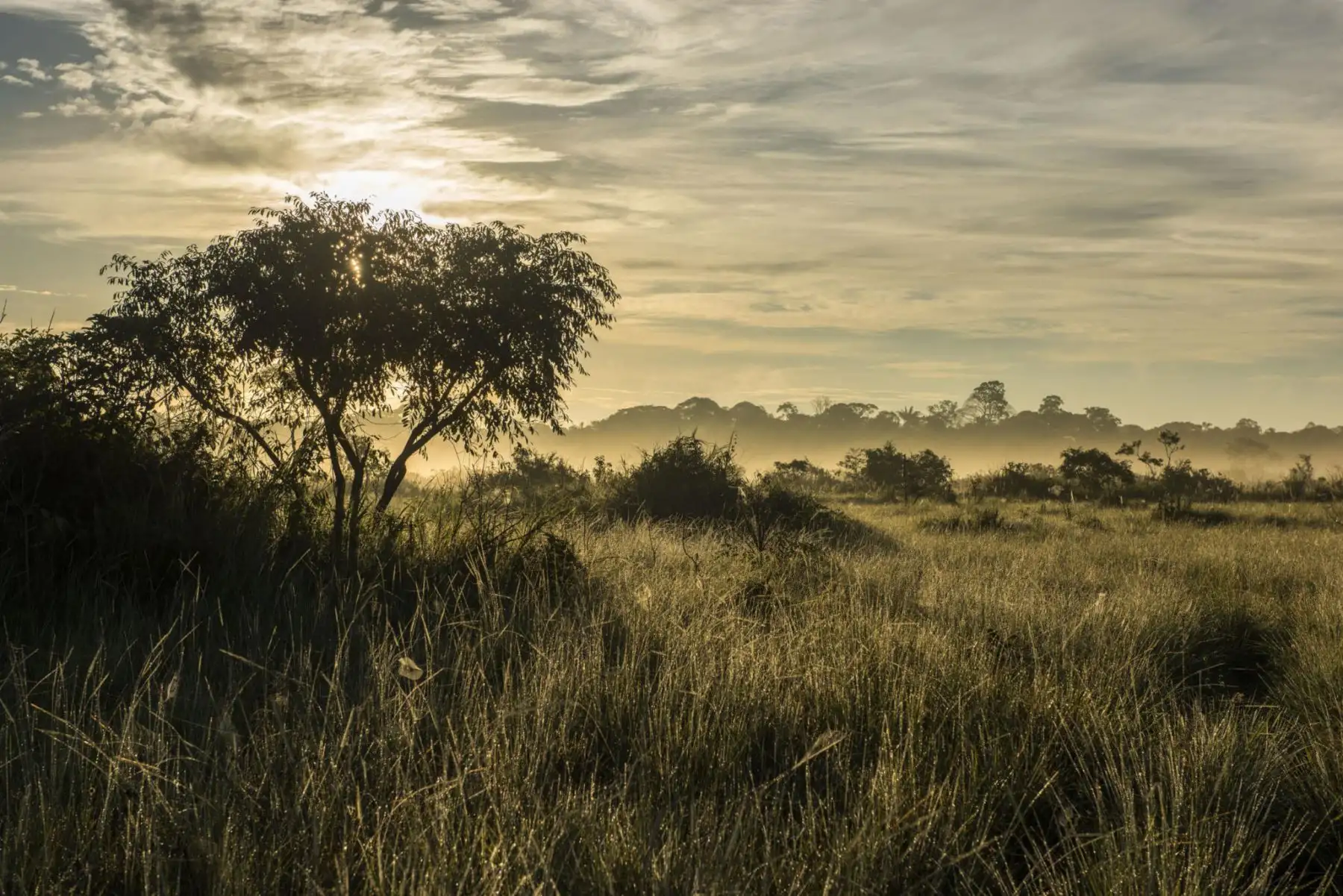 En su interior se protege también los procesos culturales de la cultura Ese’eja, etnia originaria y ancestralmente vinculada a estos territorios. Foto: Daniel Rosengren
