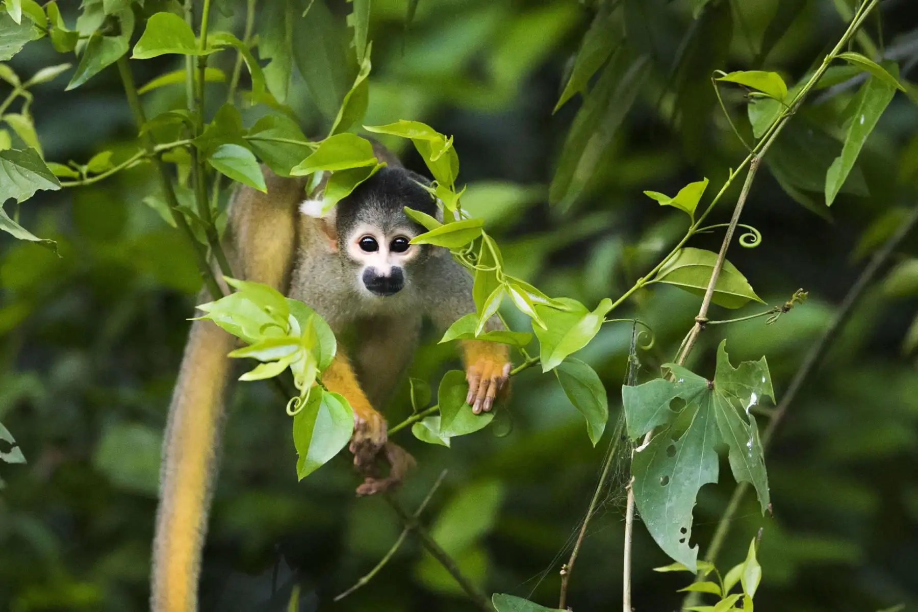 Parque Nacional Bahuaja Sonene es un área natural protegida por el Estado, que conserva un ecosistema único en el Perú como es la sabana húmeda tropical de las Pampas del Heath, hábitat de una gran diversidad de especies de flora y fauna, así como territorio ancestral de la cultura amazónica Ese’eja. Foto: Daniel Rosengren