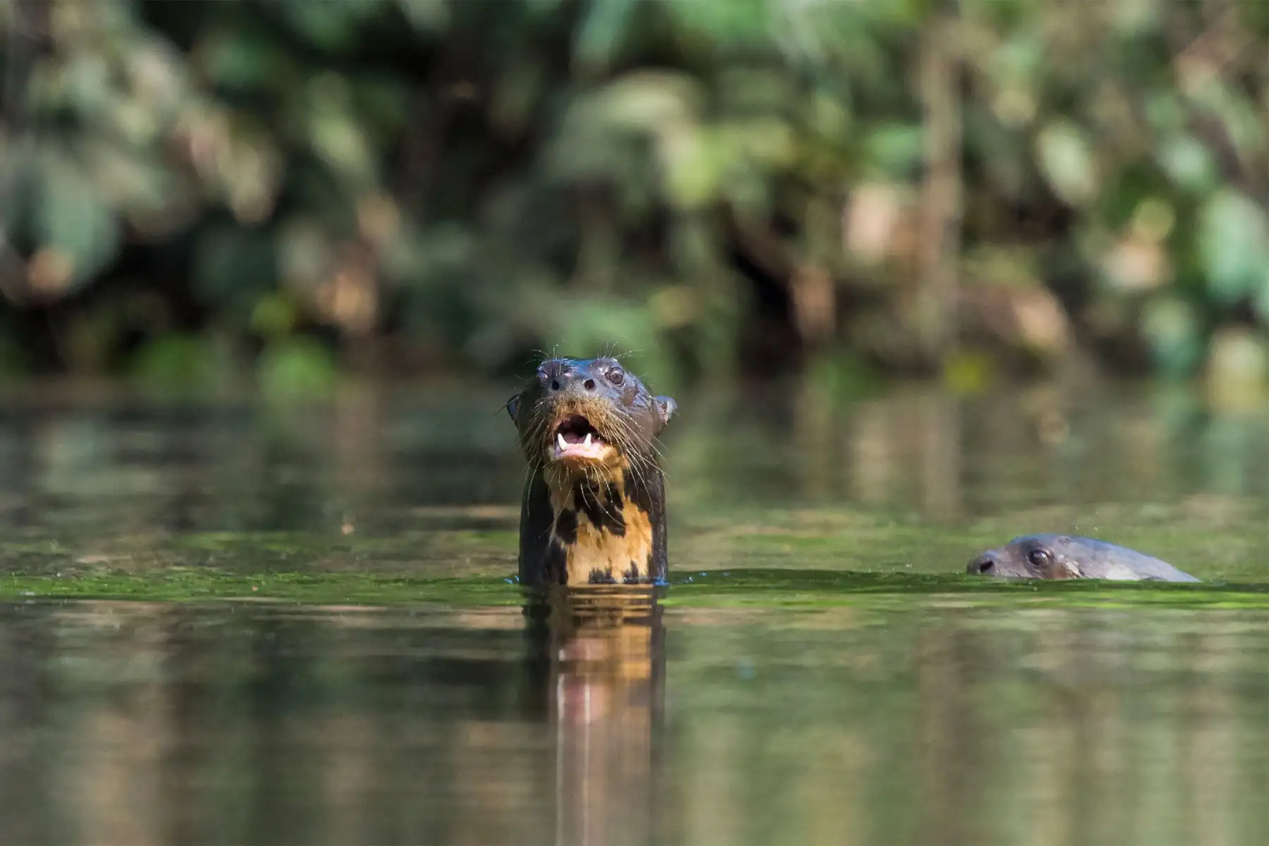 A su vez, se estima que en su interior habitan más de 180 especies de mamíferos, entre los que destacan el perro de monte, la nutria gigante o lobo de río. Foto: Stephane Vallin