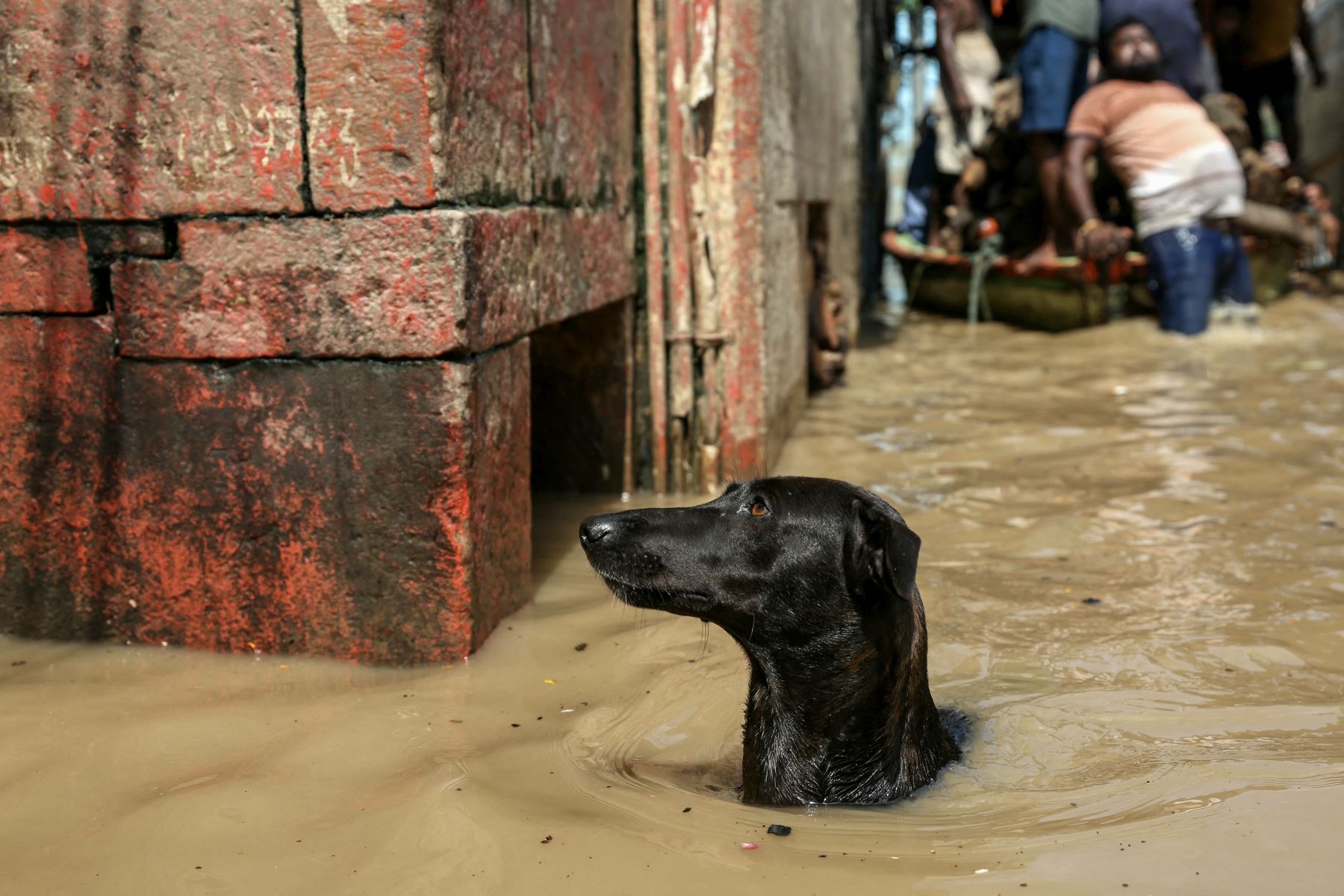 Un perro camina a través de un carril inundado en Manikarnika Ghat, después de que el nivel del agua del río Ganges subiera tras el impacto aguas arriba en Varanasi. AFP