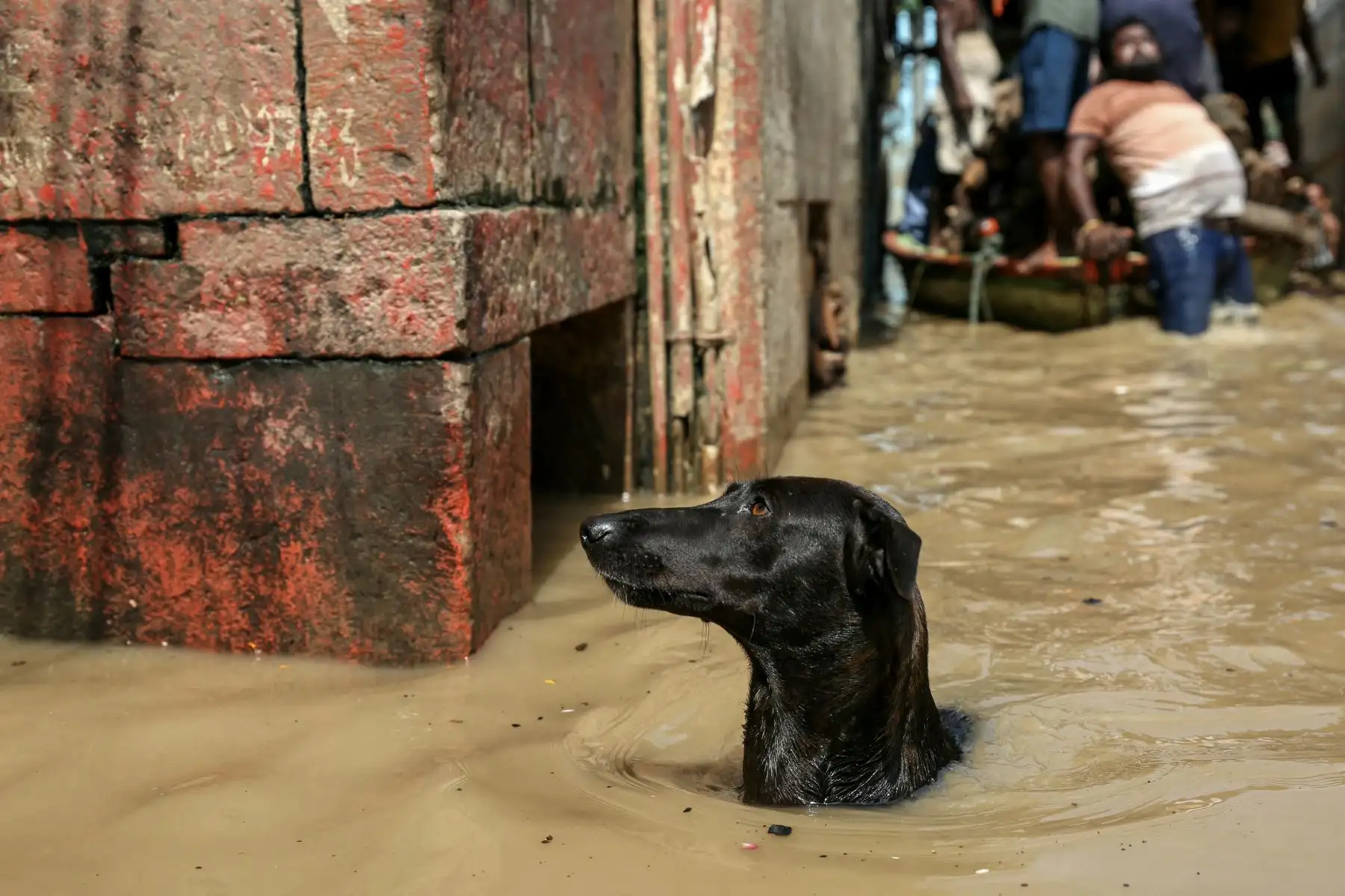 Un perro camina a través de un carril inundado en Manikarnika Ghat, después de que el nivel del agua del río Ganges subiera tras el impacto aguas arriba en Varanasi. AFP