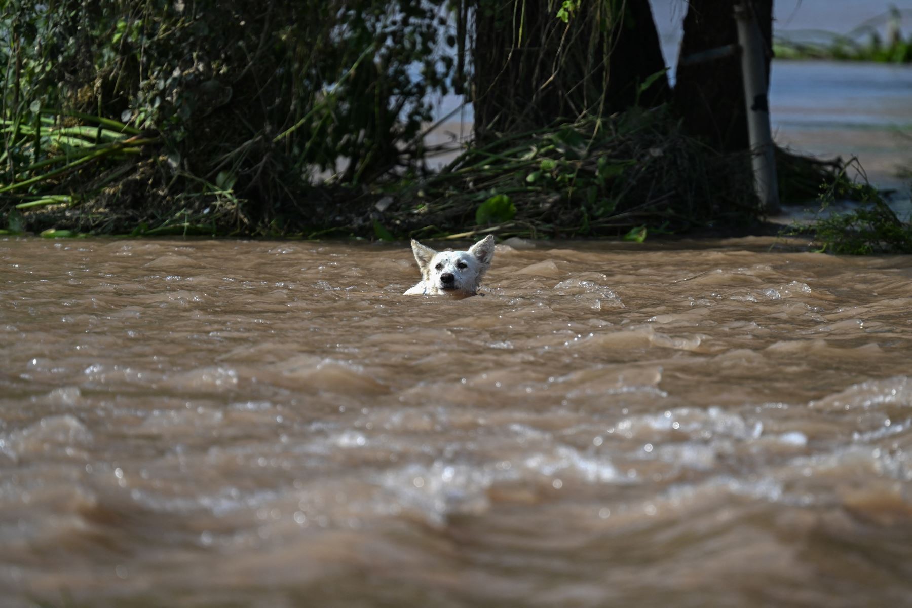 El agua ha inundado la provincia oriental, el granero de Pakistán y hogar de aproximadamente la mitad de sus 255 millones de habitantes, con tres ríos transfronterizos desbordándose. Las últimas lluvias monzónicas han causado la muerte de al menos 13 personas, según la Autoridad Nacional de Gestión de Desastres.  AFP