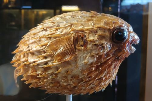 Parte de la exposición que se realiza en el Museo Tumbas Reales de Sipán. Foto: ANDINA/Difusión