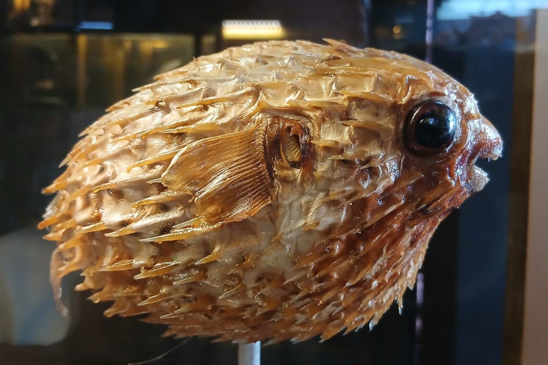 Parte de la exposición que se realiza en el Museo Tumbas Reales de Sipán. Foto: ANDINA/Difusión
