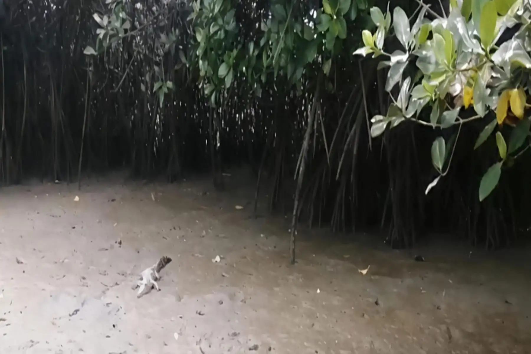 La presencia de los cocodrilos siempre ha sido en El Estero La Chepa, más no por la Isla Los Pájaros.
