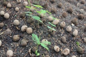 El IIAP lidera recuperación de la Amazonía con más de 2,1 millones de esferas restauradoras que cubren 618 hectáreas de bosques degradados y logran tasas de germinación de hasta 63%.
