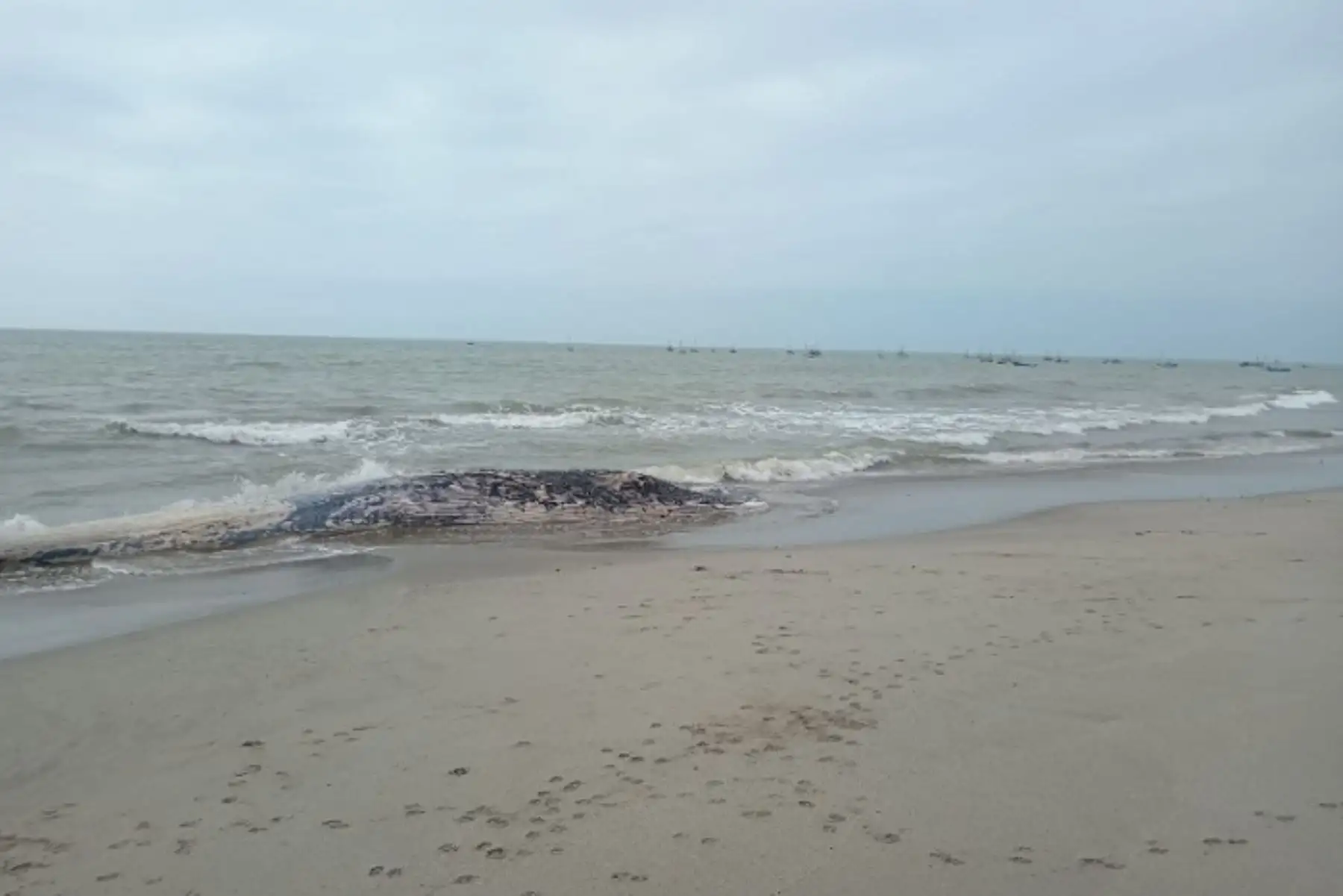 Arequipa: Sernanp coordina con Imarpe y Dicapi ante varamiento de ballena en Islay