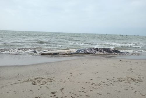 El cetáceo no presentaba lesiones visibles; sin embargo, no se descarta que haya habido interacción con embarcaciones de pesca que pudieran haber afectado sus aparejos al enredarse durante su migración a lo largo de la Costa.
