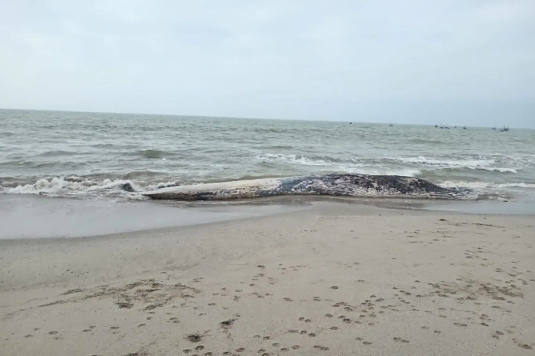 El cetáceo no presentaba lesiones visibles; sin embargo, no se descarta que haya habido interacción con embarcaciones de pesca que pudieran haber afectado sus aparejos al enredarse durante su migración a lo largo de la Costa.