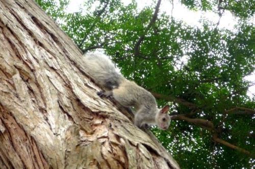 San Isidro prohíbe alimentar a ardillas y fauna silvestre bajo pena de multa. Foto: ANDINA/Difusión.
