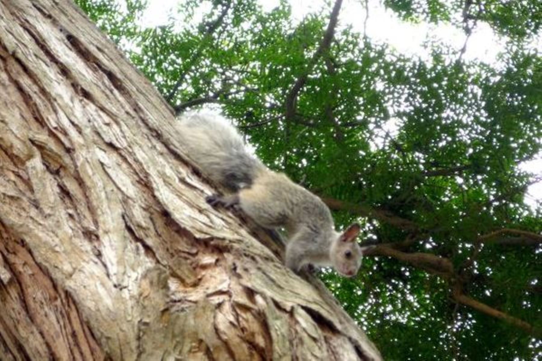 San Isidro prohíbe alimentar a ardillas y fauna silvestre bajo pena de multa. Foto: ANDINA/Difusión.