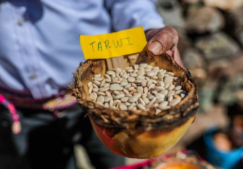 En el Dia Nacional del Tarwi, el Ministerio de Desarrollo Agrario y Riego destacó que más de 30,000 familias se dedican al cultivo de este grano andino considerado un superalimento. ANDINA/Difusión