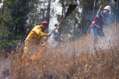 El Estado peruano fortalece el trabajo articulado con las regiones y las comunidades locales, promoviendo alternativas productivas sostenibles con la reducción de la práctica de las quemas que ponen en riesgo la vida y el ambiente. Foto: Serfor