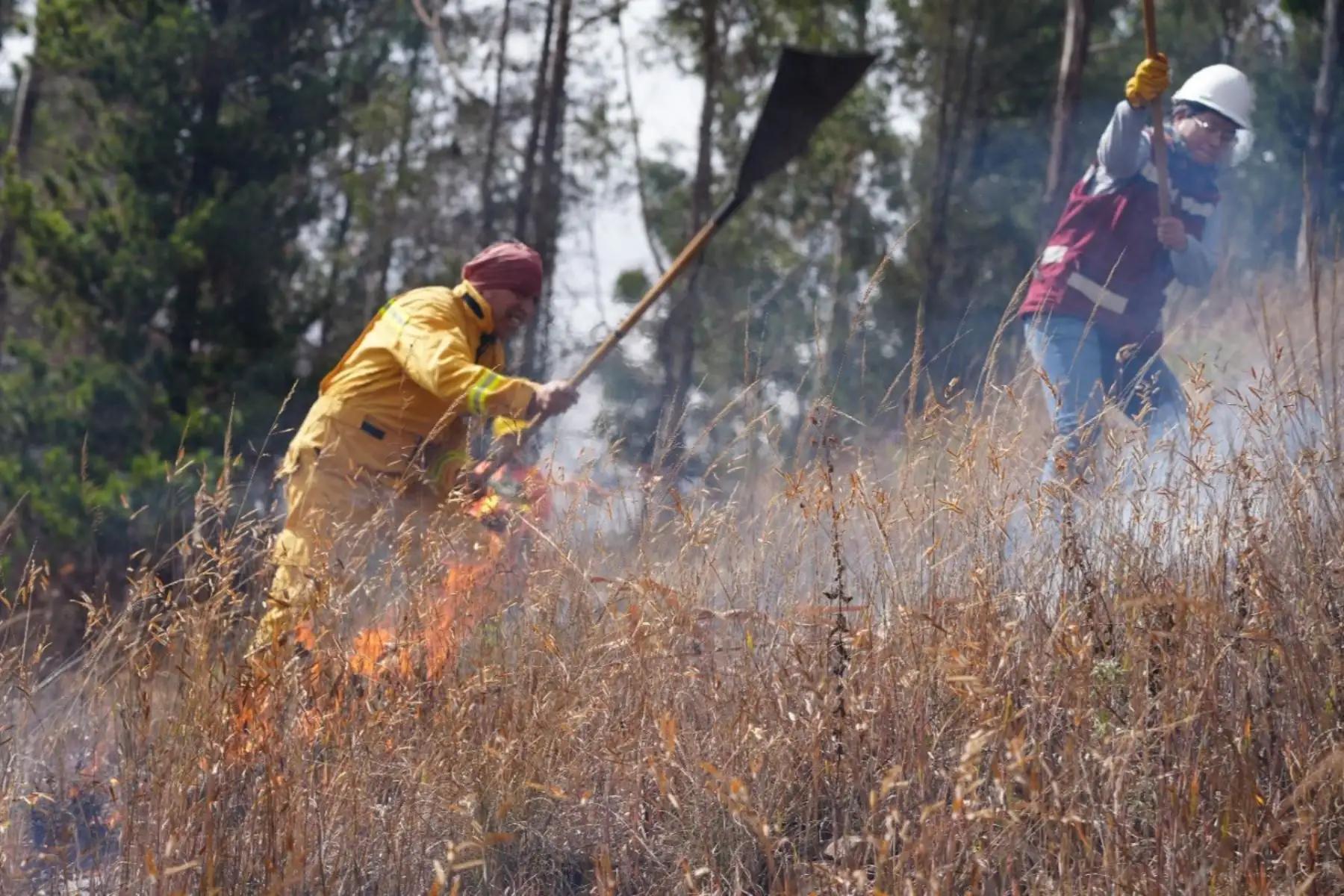 El Estado peruano fortalece el trabajo articulado con las regiones y las comunidades locales, promoviendo alternativas productivas sostenibles con la reducción de la práctica de las quemas que ponen en riesgo la vida y el ambiente. Foto: Serfor