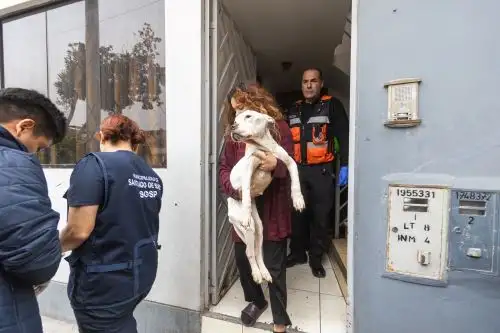 PNP realiza operativo conjunto con la Municipalidad de Surco para salvar a Venus, una perrita que sufría de graves maltratos por su dueña. Foto: ANDINA/Difusión
