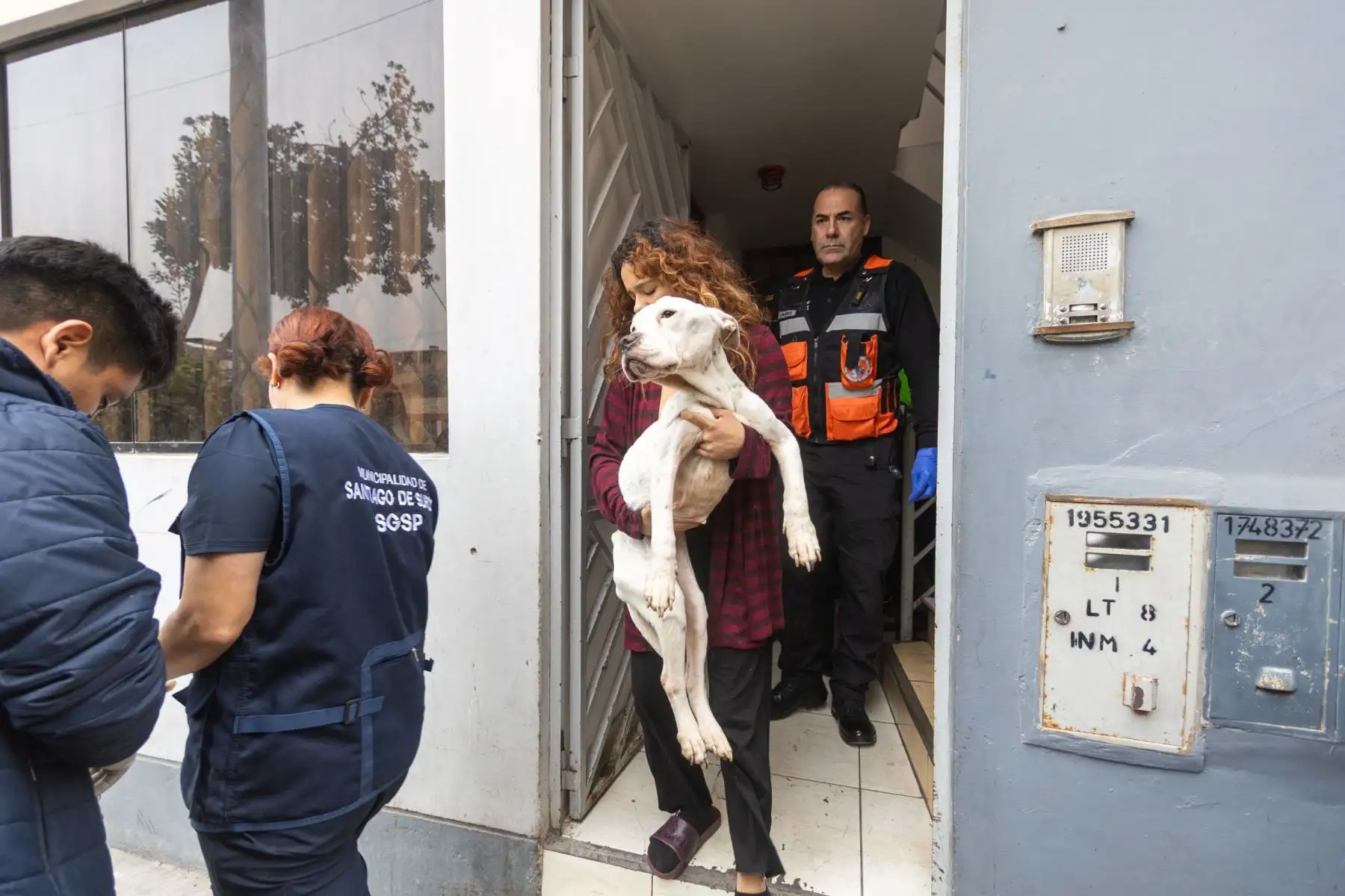 PNP realiza operativo conjunto con la Municipalidad de Surco para salvar a Venus, una perrita que sufría de graves maltratos por su dueña. Foto: ANDINA/Difusión
