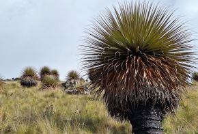 El Consejo Regional de La Libertad aprobó la ordenanza que declara de “Interés Regional la Preservación, Protección y Promoción de la Puya Raimondi en el Cerro Quinga”, ubicado en el distrito de Salpo, provincia de Otuzco. ANDINA/Difusión