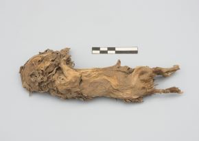 Investigadores del proyecto arqueológico “Castillo de Huarmey”, encabezados por Milosz Giersz, hallaron restos óseos de cuyes asociados a contextos ceremoniales y la vida cotidiana de ese sitio arqueológico de la cultura Wari ubicado en la provincia de Huarmey, en la costa de la región Áncash.
